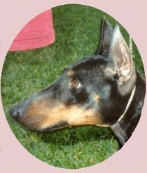 Close up headshot - A black and tan Toy Manchester Terrier is looking forward.
