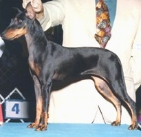 Side view - A black and tan Toy Manchester Terrier dog is standing on a table in a show dog stack and behind it is a person holding its head up.