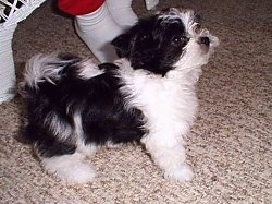 A fluffy, black and white Mi-ki puppy is standing on a tan carpet in front of a white wicker chair that a person in red pants and white socks is sitting in.