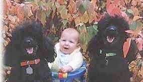 Two black Miniature Poodle dogs are sitting outside in front of a colorful tree with a baby in-between them. The dogs mouths are open and tongues are out. It looks like they are smiling.