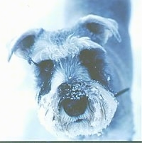 Close Up head shot - A black and white photo of a Miniature Schnauzer standing in snow. It has snow on its muzzle.