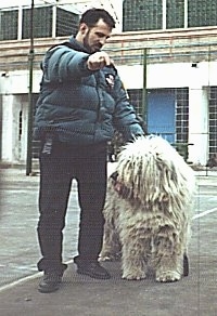 A white Romanian Mioritic Shepherd Dog is standing on a blacktop and there is a person next to it in a puffy coat. The person is snapping their finger to get the dog's attention.