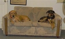 Two large breed dogs laying at each end of a tan couch - A tan with white Vizsla mix and a black and tan dog with rose drop ears.