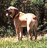 The backside of a tan with white Mountain View Cur is standing outside in grass in front of trees and it is looking to the left. Its mouth is open and its tongue is out.