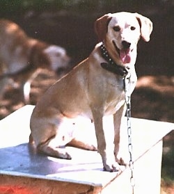 A tan with white Mountain View Cur dog is sitting outside on a chain on top of a doghouse and it is looking forward. Its mouth is open and tongue is out.