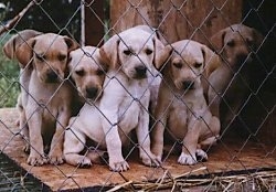 A litter of Mountain View Cur puppies are sitting on the other side of a chain link fence.
