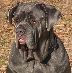 Close up head and upper body shot - A natural eared, droopy-looking, dark blue Neapolitan Mastiff is sitting in brown grass looking down and to the left. It has a lot of extra skin.
