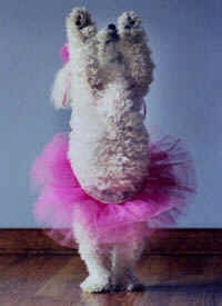 A white poodle in a pink tutu with its front paws in the air.