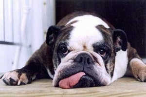 Close up - A white brindle Bulldog is laying down on a hardwood floor and it is looking forward. Its tongue is sticking out of its mouth and touching the floor.