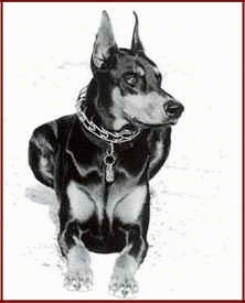 Front view - A black and white photo of a Doberman Pinscher dog that is laying down looking to the right.
