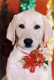 Close up - A white Labrador is sitting on a carpet and looking forward. It has a ribbon on its chest.
