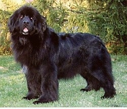 Left Profile - A black with white Newfoundland is standing outside in grass and its mouth is open. It is looking forward. The dog looks like a black bear.
