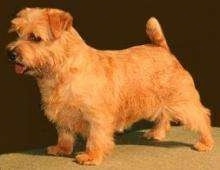 Left Profile - A show dog looking tan Norfolk Terrier standing on a table.