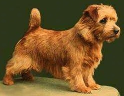 Right Profile - A wiry-looking red Norfolk Terrier is standing on a table with its tail up in the air.