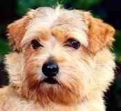 Close up head shot of a tan Norfolk Terrier standing outside looking to the left.