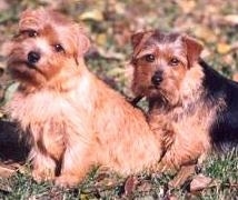 Side view of two dogs sitting in grass looking at the camera - A tan Norfolk Terrier is sitting with its head tilted to the right in front of a tan and black Norfolk Terrier that is sitting behind it.