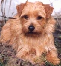 View from the front - A small breed, wiry looking, tan Norfolk Terrier dog is laying in grass and looking forward.