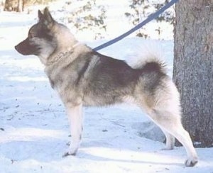 Left Profile - A grey with black Norwegian Elkhound dog is standing in snow and behind it is a tree.