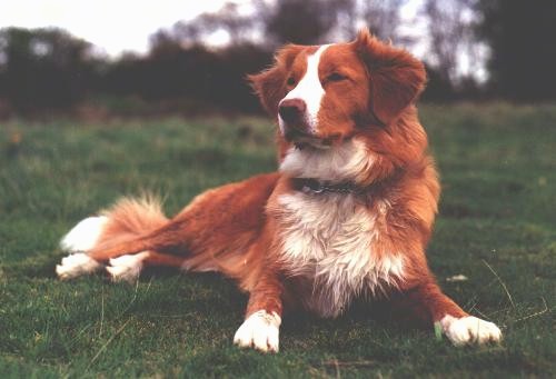 Front side view - A red with white Nova Scotia Duck-Tolling Retriever is laying down in grass looking to the left.