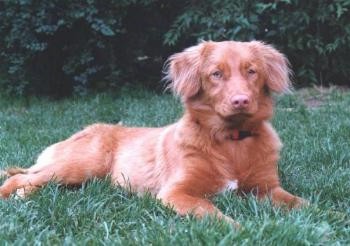 Side view - A red with white Nova Scotia Duck-Tolling Retriever is laying in grass and it is looking forward. It has longer fringe hair on its ears.