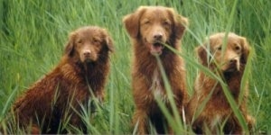 Three brown Nova Scotia Duck-Tolling Retriever dogs are sitting in a row in tall grass looking forward. The middle dog has its mouth open and it looks like it is smiling.