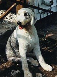 A groomed short grey with white Old English Sheepdog is sitting in the  shade in dirt looking to the left. Its mouth is open and tongue is out.