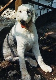 A panting, groomed short grey with white Old English Sheepdog is sitting in the shade in dirt looking to the left.