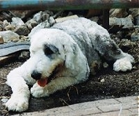 A groomed short grey with white Old English Sheepdog is laying on dirt looking to the left. Its mouth is open and its tongue is out.