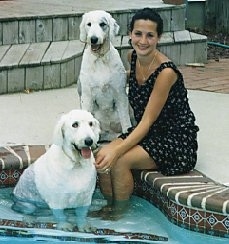 Two Old English Sheepdogs with their coats groomed short are sitting next to a lady that is sitting at the edge of a pool. The ladies feet are in the water and one of the sheepdogs is sitting in the pool.