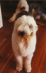 A grey with white Old English Sheepdog is standing on a hardwood floor looking forward. There is another Sheepdog laying on a rug behind it.