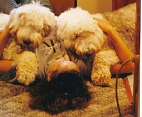 Two Old English Sheepdogs are laying on a floor on top of a lady who is laughing at them.