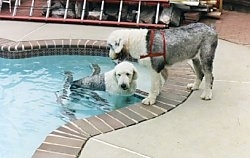 A grey with white Old English Sheepdog is standing at the side of a swimming pool and there is a Sheepdog wearing a red harness standing on the steps inside of the pool.