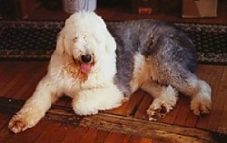 A panting, grey with white Old English Sheepdog is laying on a hardwood floor looking forward. There is a long runner rug behind it.
