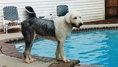 Right Profile - A wet grey with white Old English Sheepdog is standing on the side of a swimming pool looking to the right. There is a white house behind it.