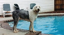 Right Profile - A wet grey with white Old English Sheepdog is standing at the side of a pool and it is looking towards the camera.