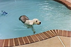 A grey with white Old English Sheepdog is swimming through an in-ground swimming pool.