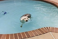 A grey with white Old English Sheepdog is swimming to the edge of a swimming pool.