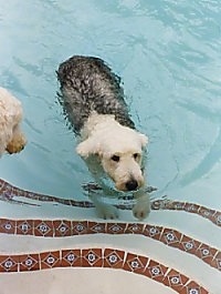 A grey with white Old English Sheepdog is beginning to swim on the underwater step of a swimming pool.