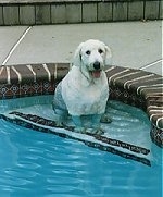 A wet grey with white Old English Sheepdog is sitting on concrete steps inside of a swimming pool.