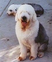 A grey with white Old English Sheepdog is sitting on a sidewalk and it is looking forward, its mouth is open and tongue is out. Behind it is another Old Sheepdog that is laying behind it.