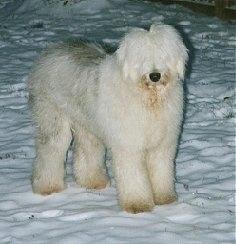 Front side view - A shaggy grey with white Old English Sheepdog is standing in snow looking forward.
