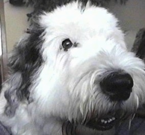 Close up head shot - A grey with white Old English Sheepdog is sitting in a room with its head turned to the right but its eyes are looking forward. Its mouth is slightly open.