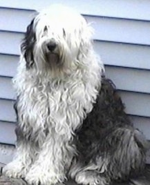 Front side view - A shaggy grey with white Old English Sheepdog is sitting in front of a white house looking forward.