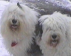 Close up head shots - Two shaggy, grey with white Old English Sheepdogs are standing in snow looking forward with their mouths slightly open.