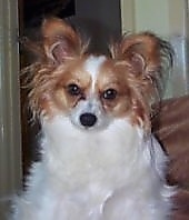 Close up - A white with tan Papillon dog sitting on a couch looking forward.
