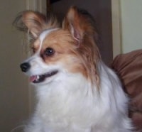 Close up side view - A white with tan Papillon dog sitting on a couch looking to the left.