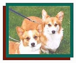 Two tan with white Pembroke Welsh Corgis are standing in grass looking forward.