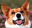 Close up head shot - A tan with white Pembroke Welsh Corgi is looking forward with its mouth open and tongue out.