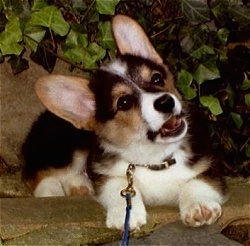 Front view - A cute little black, tan and white Pembroke Welsh Corgi is laying under a bush and on top of a stone. Its head is tilted to the left and its mouth is open.
