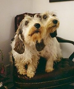 Front view - Two white with black and tan Petit Basset Griffon Vendeen dogs are sitting in an arm chair looking slightly to the right.